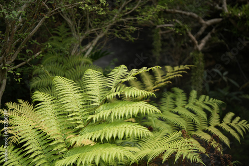 Golden moss fern Chain Fern close up natural background photo