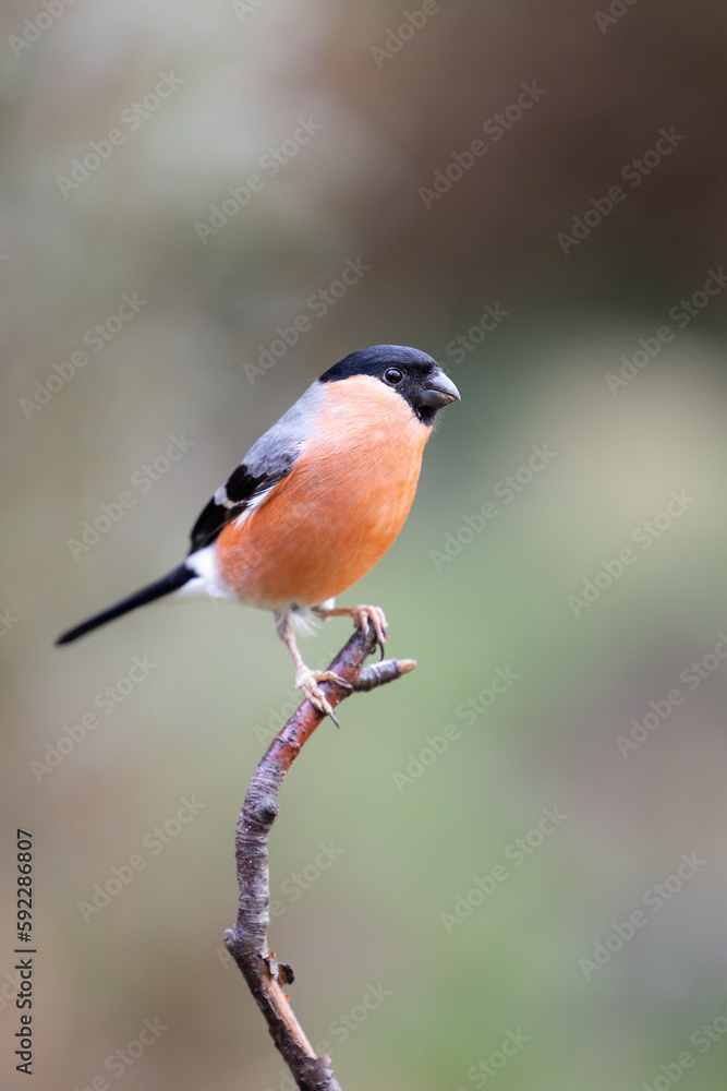 Bird bullfinch. Male Eurasian Bullfinch (Pyrrhula pyrrhula) is handsomely perched a the top of a twig. Yorkshire, UK in February Bird bullfinch. Male Eurasian Bullfinch (Pyrrhula pyrrhula) is handsomely perched a the top of a twig. Yorkshire, UK in February