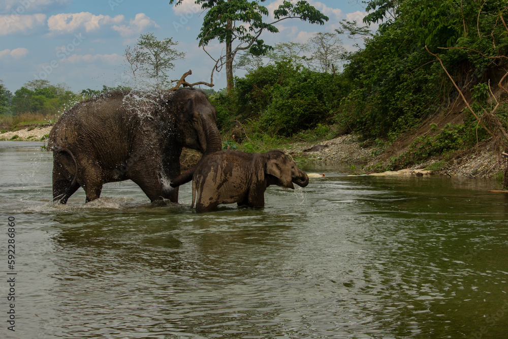 A baby elephant enjoying bath with his mother in river at Garumara National park, West Bengal, India.. A baby elephant enjoying bath with his mother in river at Garumara National park, West Bengal, India..