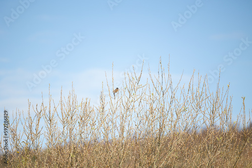 A wide environmental shot of a single Common Reed Bunting (Emberiza schoeniclus) is perched high up in a shrub above the reed beds in Yorkshire, UK. (March 2023)