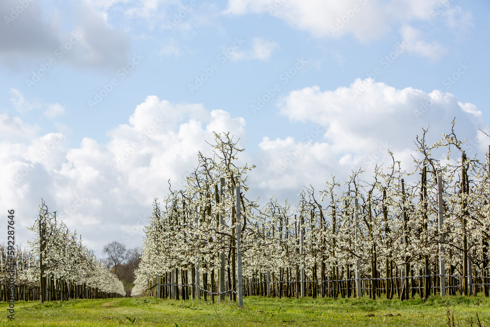 blooming fruit trees under blue sky with clouds in spring in holland blooming fruit trees under blue sky with clouds in spring in holland