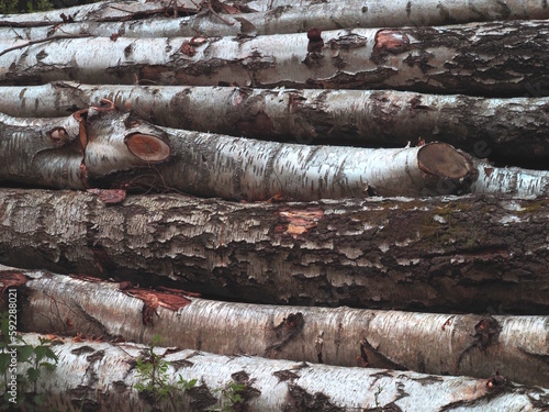 Gefällte Bäume häufen sich, aufgrund des Klimawandels und der damit verbundenen Trockenheit