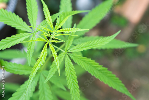 Closeup young cannabis or marijuana leaves plant in the garden, health care and medical concept
