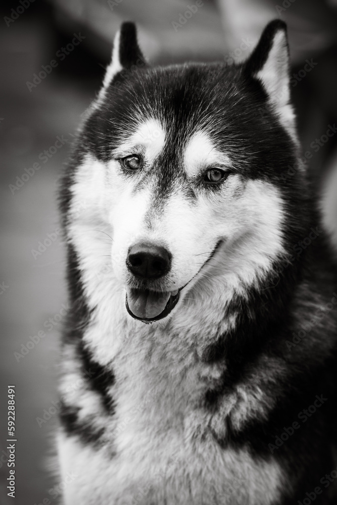 Greyscale vertical shot of the cutest fluffy husky dog looking at the camera