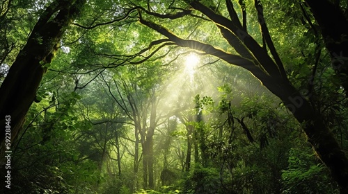 A green forest canopy, with shafts of light streaming through the leaves.