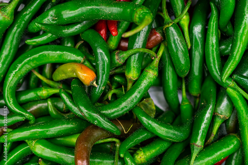 Lots of green chilikak pepper background. Vegetable background Lots of green chilikak pepper background. Vegetable background