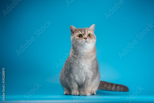 thoughtful cat of the British breed of the silver chinchilla color sitting on a light blue background and looking up