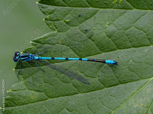 Azurjungfer ruht auf einem Blatt