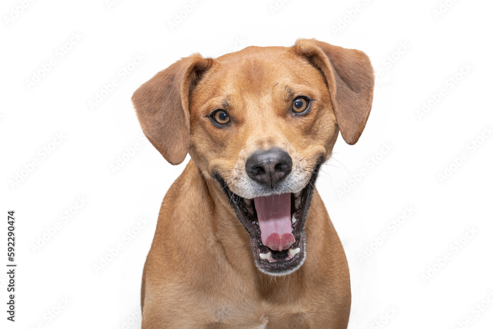Hound puppy yawning isolated
