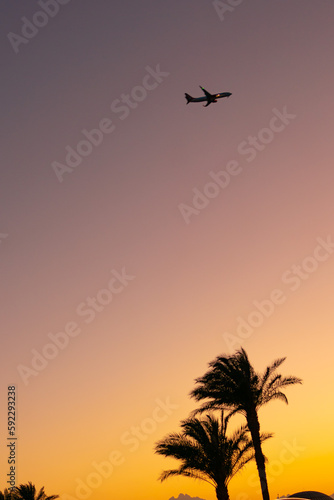 Airplane flying over tropical palm tree and sunset sky abstract background. landscape with palm trees