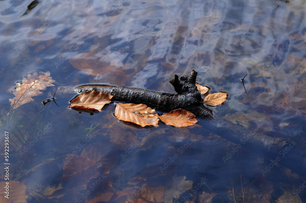 Fototapeta premium Fallen leaves on the surface of the water, closeup of photo
