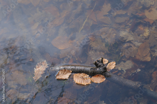 Fallen leaves on a log in the water of a forest lake