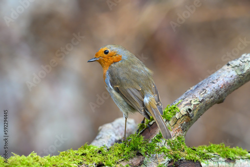 Eurasian Robin, Erithacus Rubecula, Perched on a moss covered tree branch, Winter, rear view, looking left