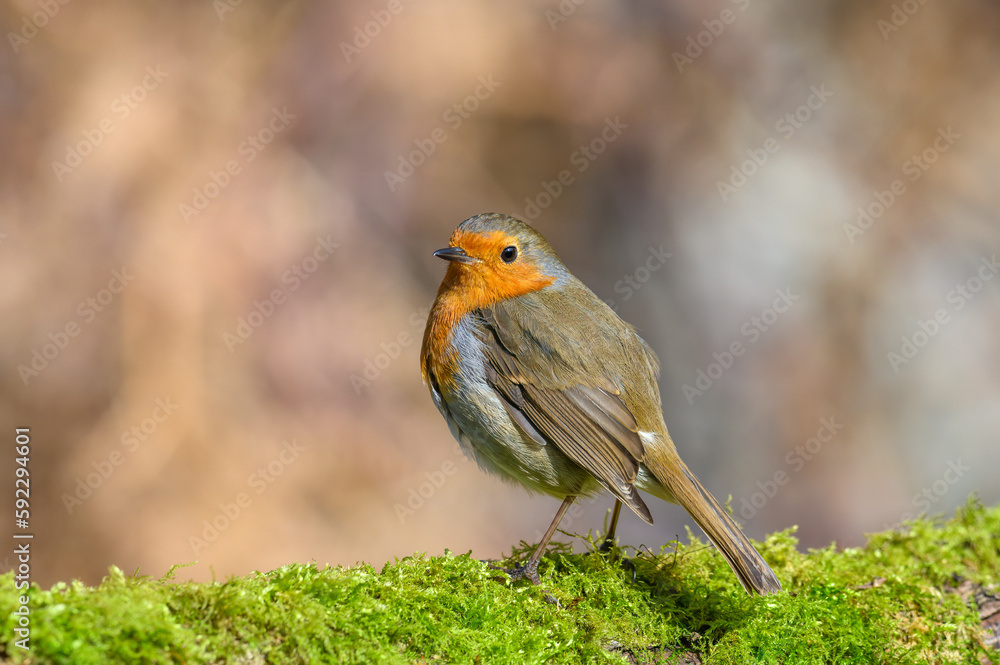 Eurasian Robin, Erithacus Rubecula, Perched on a moss covered tree branch, Winter, front view, looking left Eurasian Robin, Erithacus Rubecula, Perched on a moss covered tree branch, Winter, front view, looking left