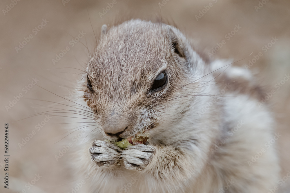 Portrait of a cute chipmunk or African squirrel on Fuerteventura - Canary Islands, Spain. Portrait of a cute chipmunk or African squirrel on Fuerteventura - Canary Islands, Spain.