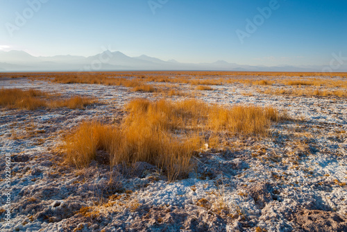 The barren and desolate salt flat Salar de Atacama with patches of grass in the north of Chile at sunrise 