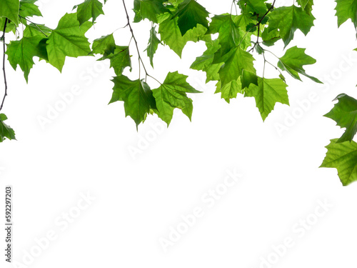 фотографія frame from fresh green maple leaves from below isolated on transparent backgroun