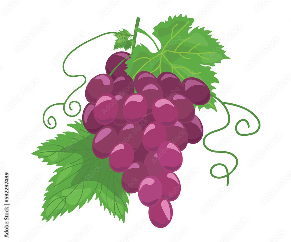 Fototapeta premium bunch of grapes