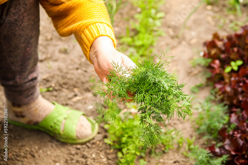 Farmer holding plant dill in hand. Summer gardening. Close up female hands. Hands of a woman holding out a bunch of green dill. Vegetable diet is good for health. healthy lifestyle. Gardening © tanitost