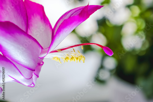 Abstract floral background with soft focus. Pink Decembrist flower (zygacactus) with raindrops.