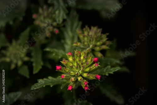 Closeup shot of small pink petunia buds with green leaves