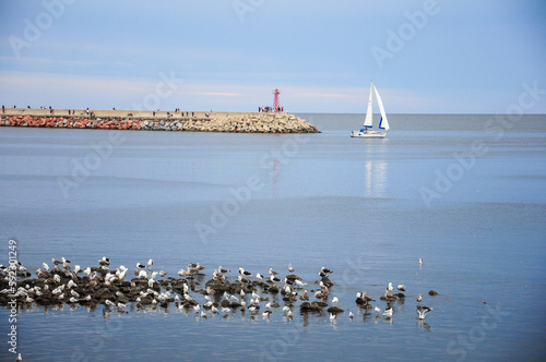 A group of seagulls rest on some rocks while people walk and fish on a pier in the background