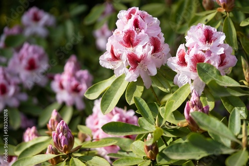 Closeup of Rhododendron Hybrid  Rhododendron hybrid  flowers under the sunlight in a garden