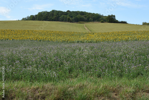 hilly landscape in the French Bourgogne with clover fields and sunflower fields at the end of summer