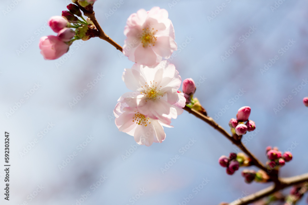 Pink sakura flowers against the sky.