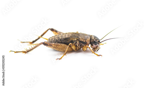 Black and brown wild Field Cricket - Gryllus - side profile view isolated on white background