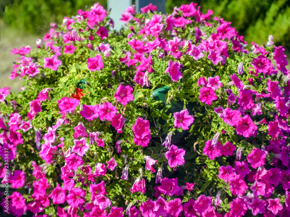 violet petunias grow on flower beds in the city
