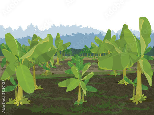 Banana Trees Field, Banana Trees plantation