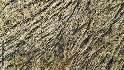 Drone shot of old reeds in a reed belt in the spring, partially knocked down by the wind. Camera looks down, moves up, spins ccw and moves away from the field.