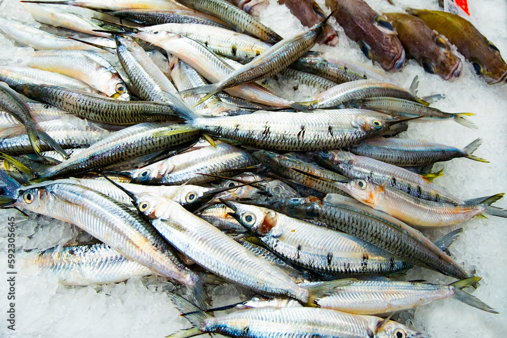 Obraz premium 魚のサヨリ
