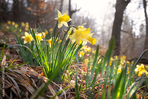 beautiful wilf daffodil flowers in sprinf forest