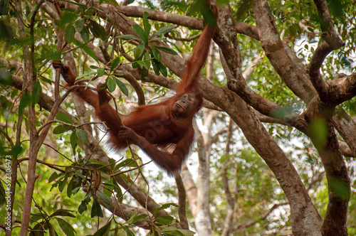 Graceful Borneo: Female Orangutan Hanging from a Branch in the Jungle