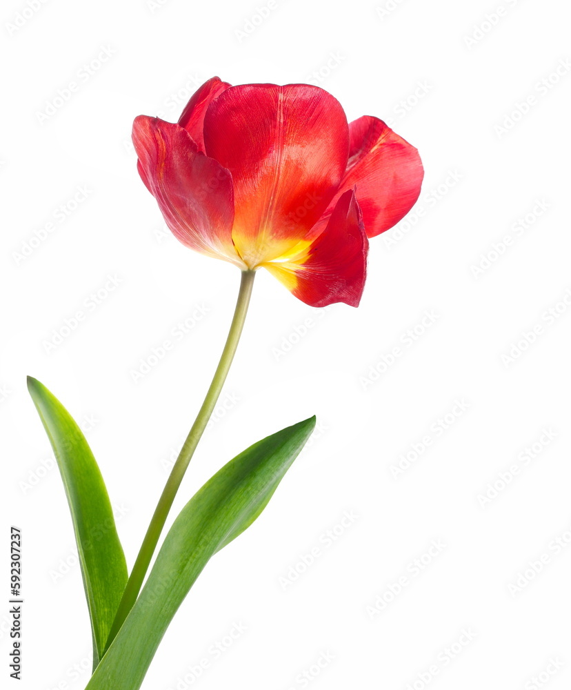 Red tulip isolated on white background Red tulip isolated on white background