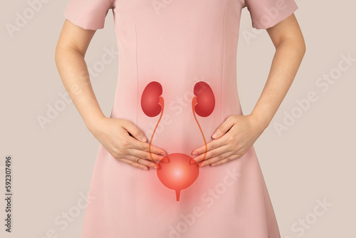 Photo Human urinary system kidneys with bladder anatomy
