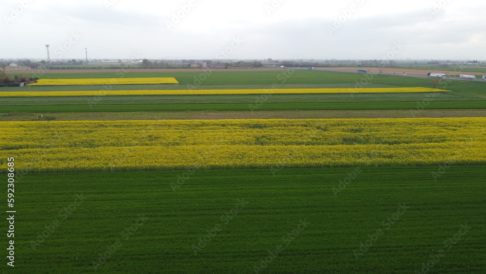 Obraz premium Verde e giallo - Grano e colza