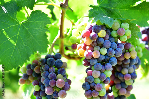 Merlot grape clusters at the point of veraison photo