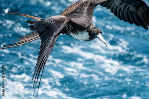 A frigatebird high above the South Pacific Ocean in the Galapagos Islands