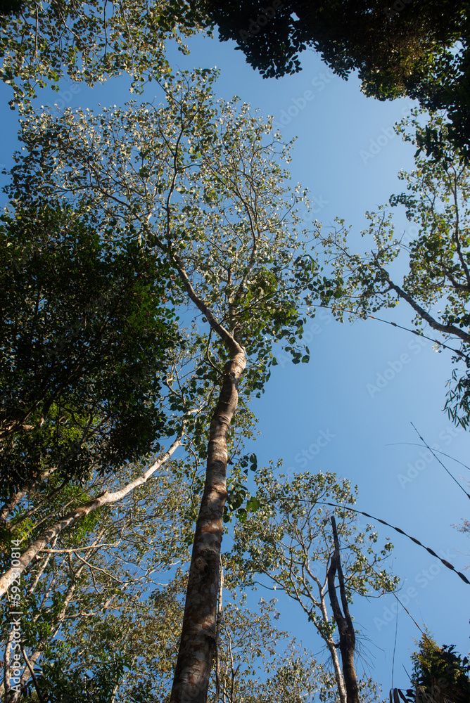 Fototapeta premium Phitsanulok Thailand January 25 2023 Wat Pa Phuhin Rong kla, Ban Rong Kla, Phu Hin Rong Kla National Park.