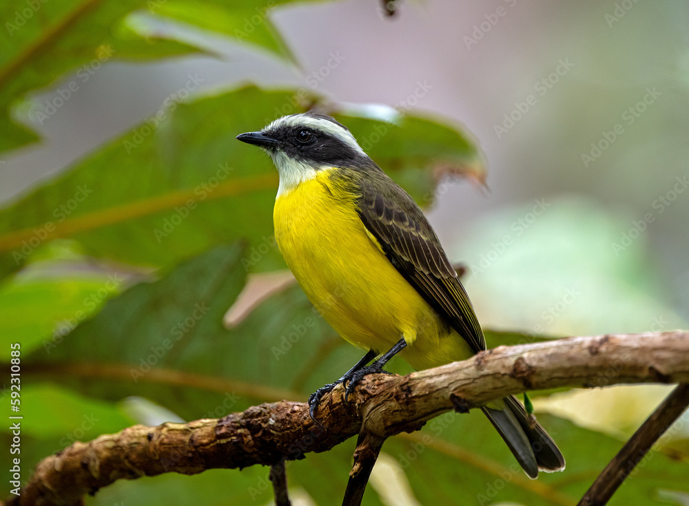 Fototapeta premium Social Flycatcher perching