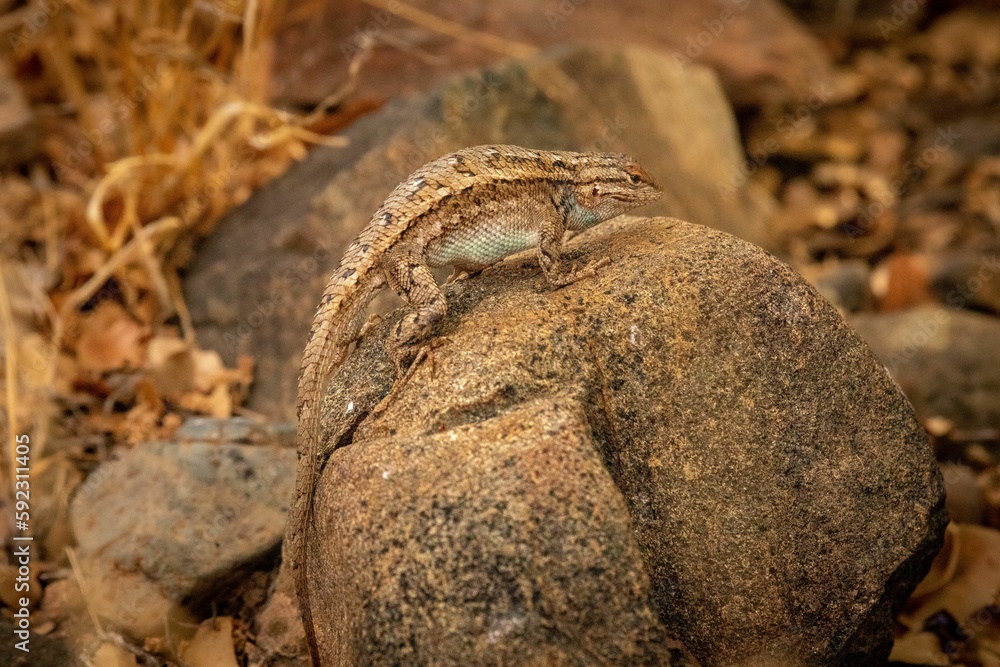 Closeup shot of a Lizard on a rock doing push ups - Prescott Valley, Arizona Closeup shot of a Lizard on a rock doing push ups - Prescott Valley, Arizona