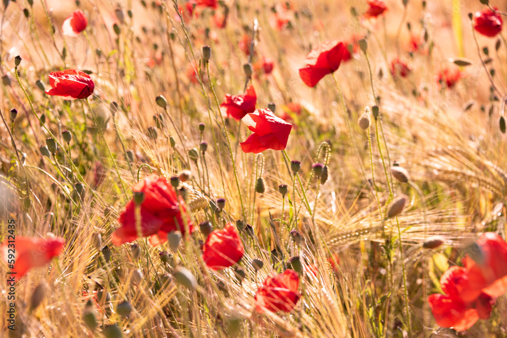 Naklejka premium Red wild poppy flowers in blossom, natural summer background