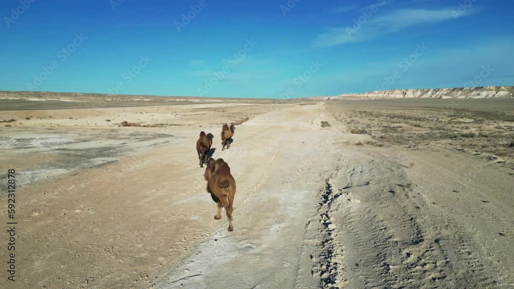 A flight for camels in the mountain desert A flight for camels in the mountain desert
