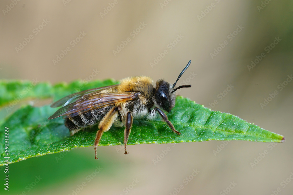Closeup on a colorful female grey -gastered mining bee, Andrena tibialis sitting on a green leaf Closeup on a colorful female grey -gastered mining bee, Andrena tibialis sitting on a green leaf