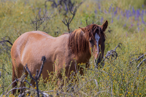 Fototapeta Naklejka Na Ścianę i Meble -  Wild Horse in Spring Wildflowers near the Salt river in the Arizona Desert