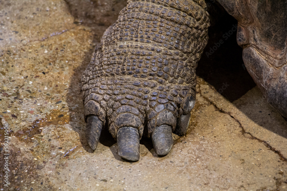 Obraz premium Aldabra giant tortoise pow. Aldabrachelys gigantea is a species of tortoise in the family Testudinidae.