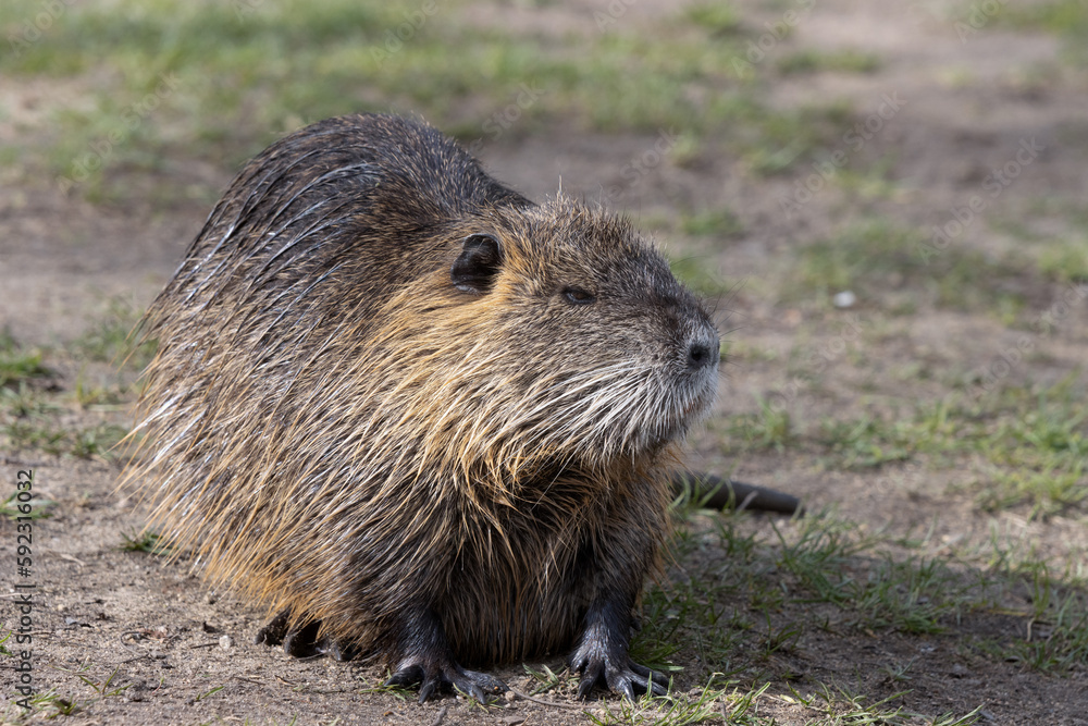 Naklejka premium Cute nutria with brown fur.